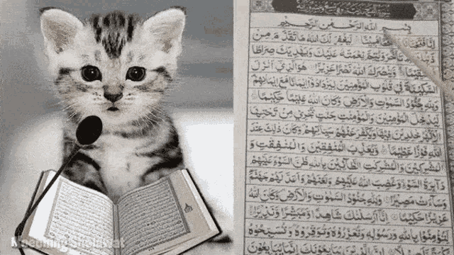 Muslim cat